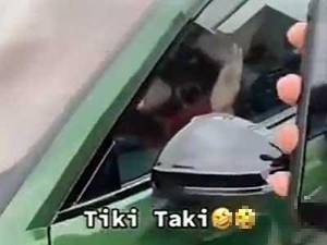 疯狂玩梗！巴萨球迷对座驾里的科曼喊tiki-taki